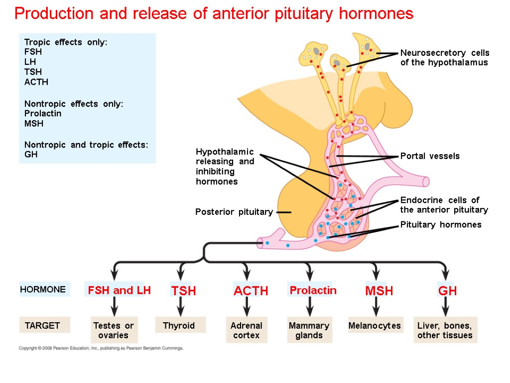 Production and release of anterior pituitary hormones Hypothalamic releasing and inhibiting hormones Neurosecretory cells